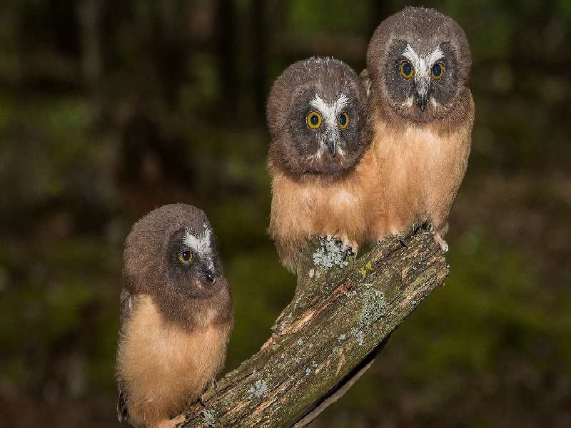 潍坊哪里能做试管,试管生孩子畸形