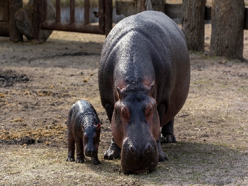 怎样选择试管几代,早搏能做试管吗